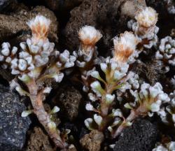 Image: P.B. Heenan © Landcare Research 2015 